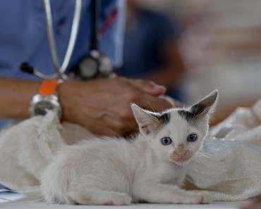 Treatment Stops Deadly Cat Virus!