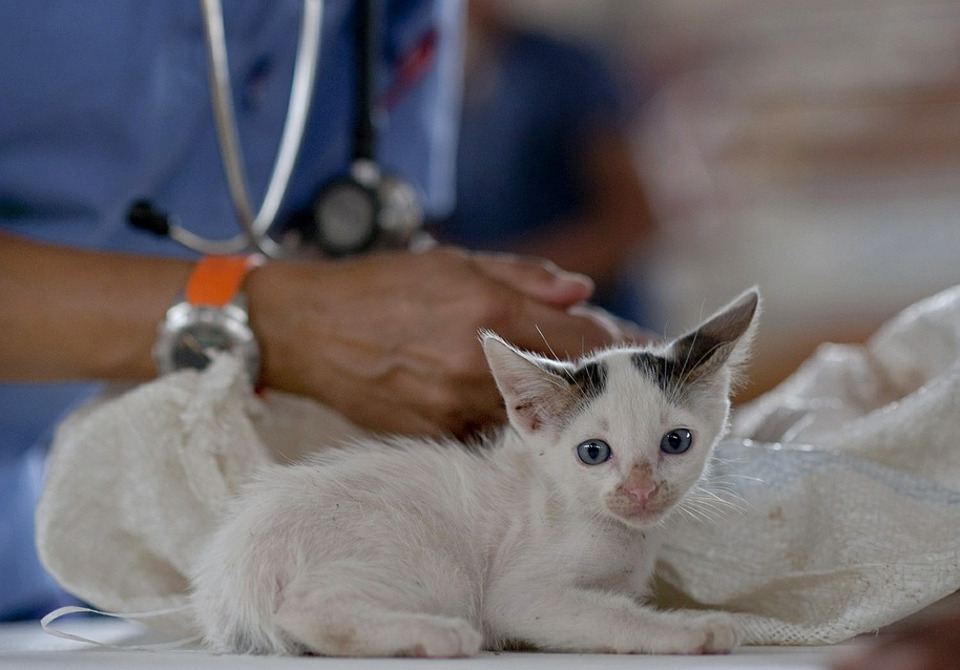 Treatment Stops Deadly Cat Virus!