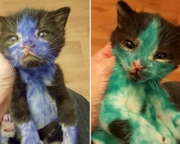Two Kittens Found “Colored In” With Permanent Marker.