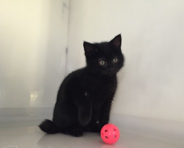 Very Rare Hermaphrodite Kitten In UK Shelter