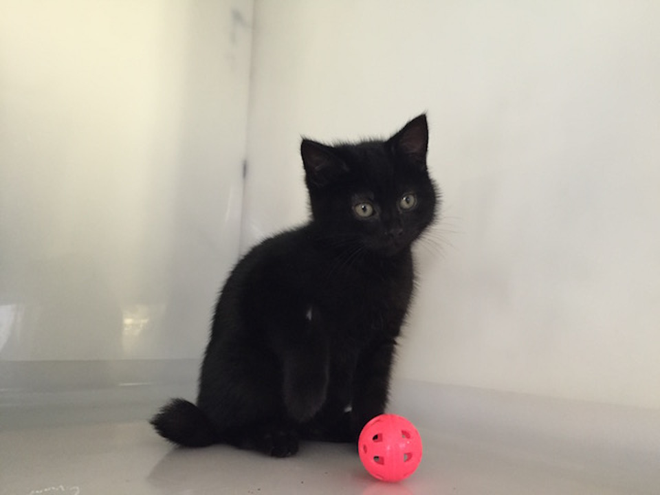 Very Rare Hermaphrodite Kitten In UK Shelter