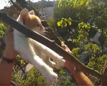 Young Man Climbs Up A Huge Tree To Rescue Two Kittens