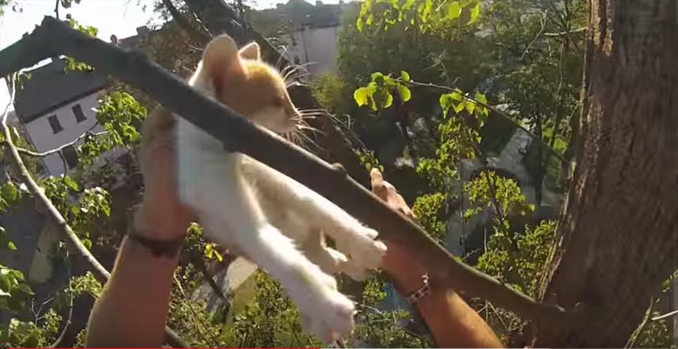 Young Man Climbs Up A Huge Tree To Rescue Two Kittens