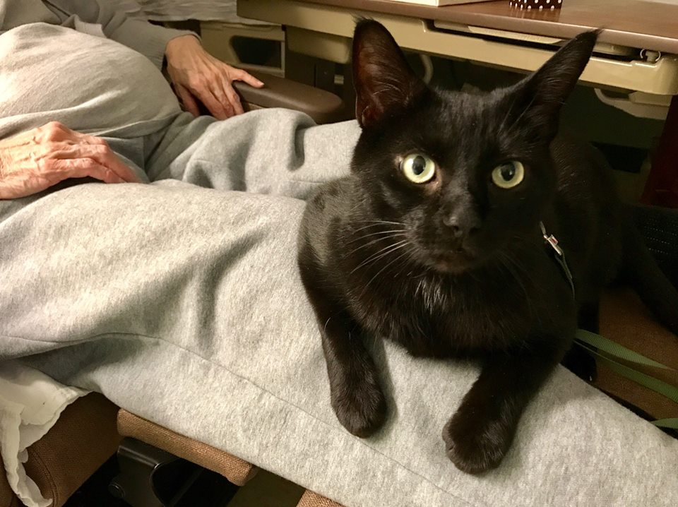 Rescue Cat Brings Comfort, Snuggles And Lots Of Smiles To People Who Need It