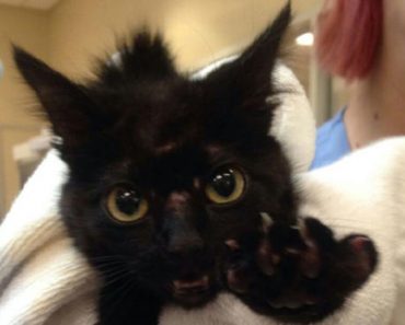 A Black Cat Brought Good Luck At An NHL Game!