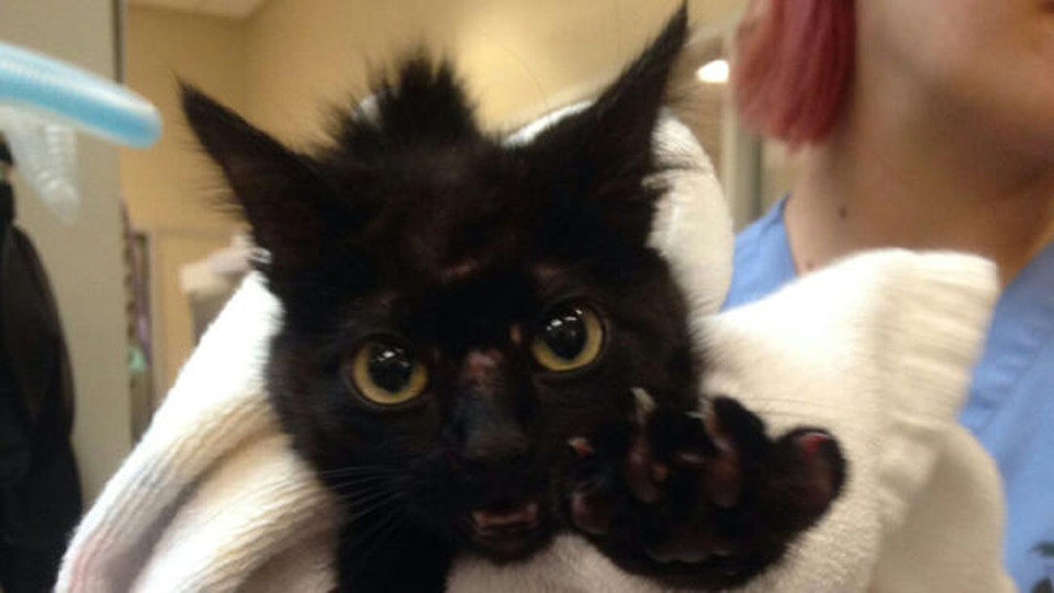 A Black Cat Brought Good Luck At An NHL Game!