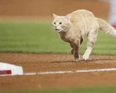 A Cat Interrupted Angels Baseball Game!