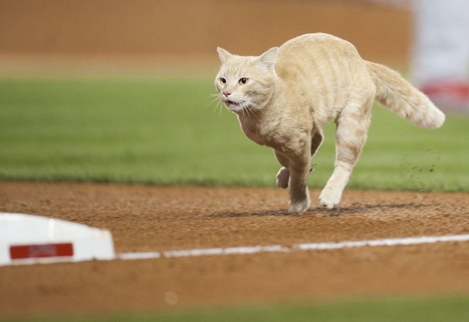 A Cat Interrupted Angels Baseball Game!