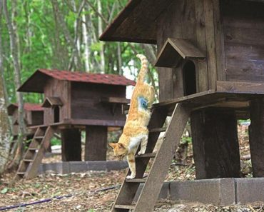 A “Cat Town” Was Founded In Turkey