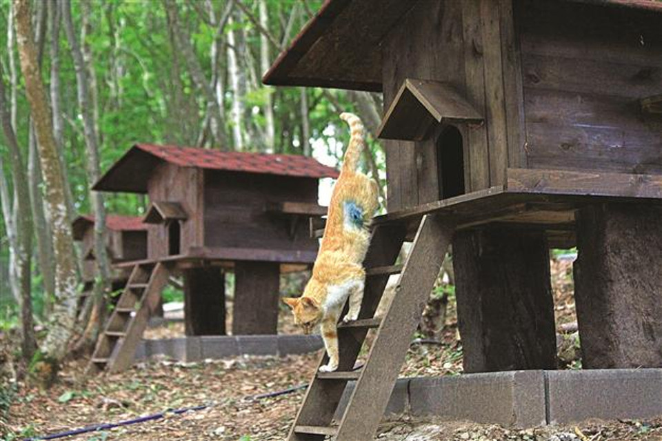 A “Cat Town” Was Founded In Turkey