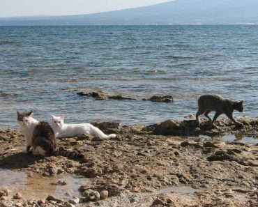 A Colony Of Cats On The Beach In Sardinia, Italy