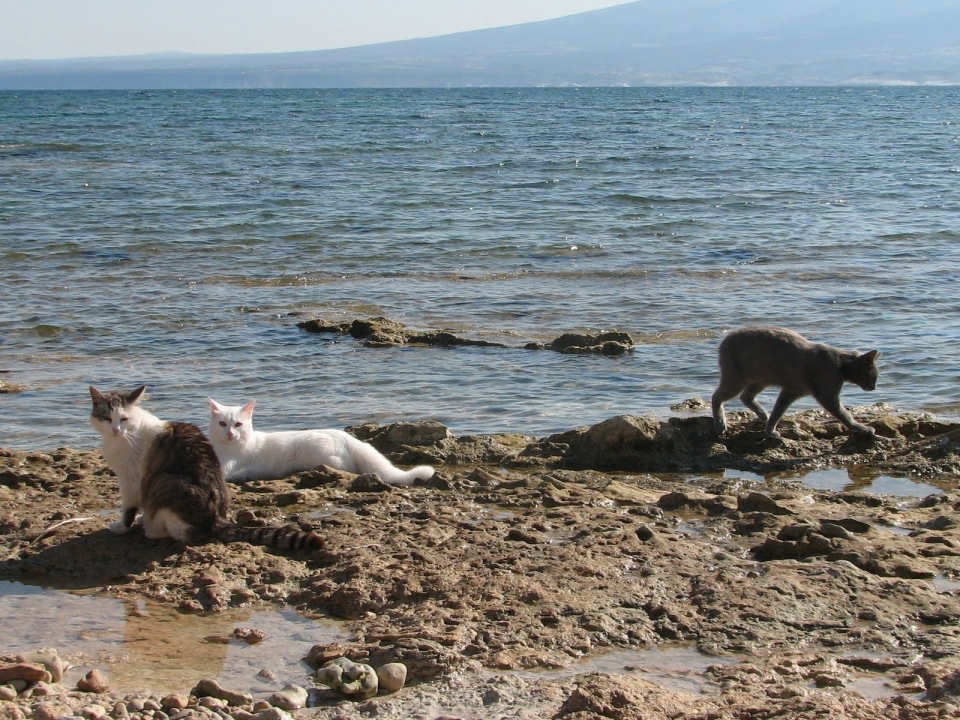 A Colony Of Cats On The Beach In Sardinia, Italy