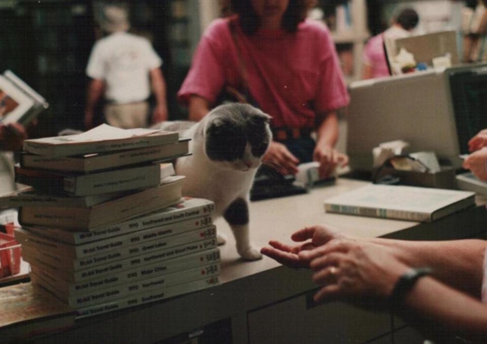 The library cats