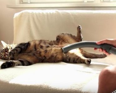 Cat Loves Being Massaged With A Vacuum!