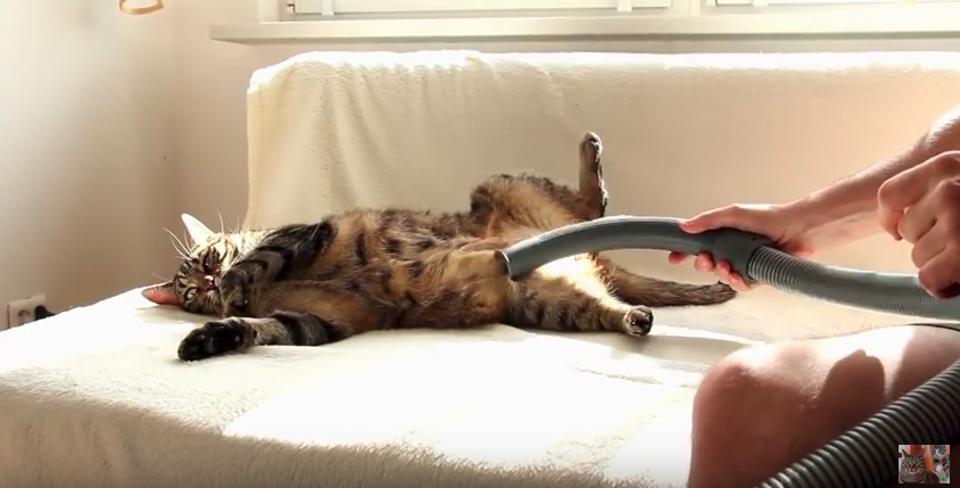 Cat Loves Being Massaged With A Vacuum!