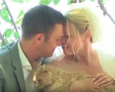 Canadian Couple Get Married At a Cat Sanctuary