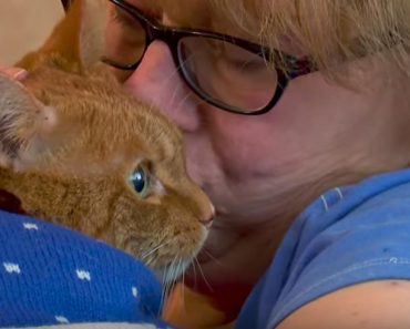 Hero Cat Saved His Owner In A Fire