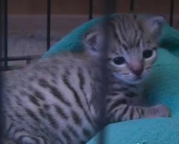 The Mysterious Exotic Kitten Found In An Indiana Barn Is Doing Well!