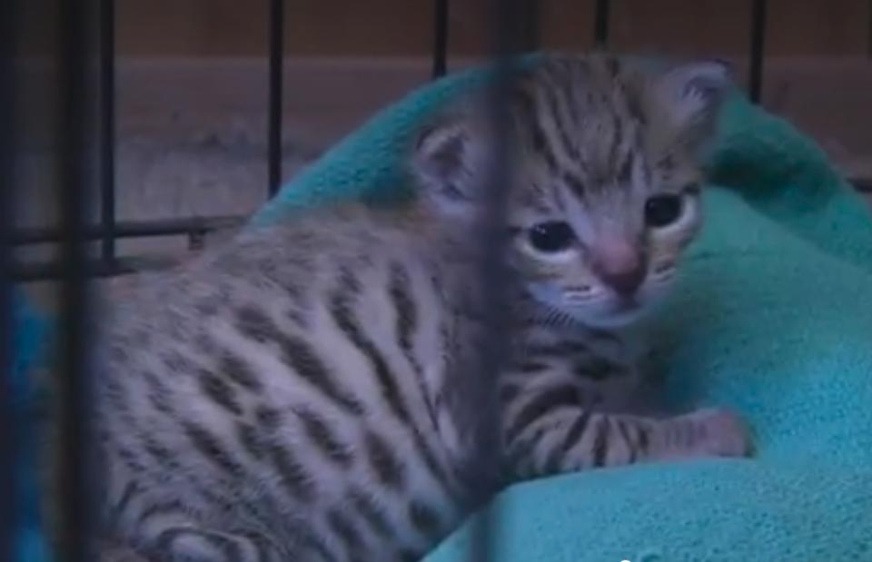 The Mysterious Exotic Kitten Found In An Indiana Barn Is Doing Well!
