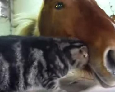 This Unlikely Friendship Will Melt Your Heart!
