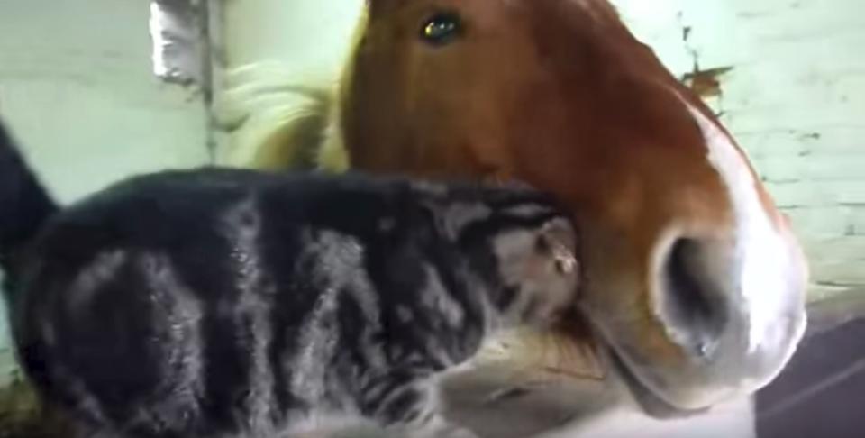 This Unlikely Friendship Will Melt Your Heart!