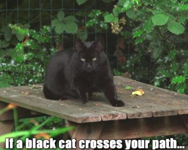 If A Black Cats Crosses Your Path…