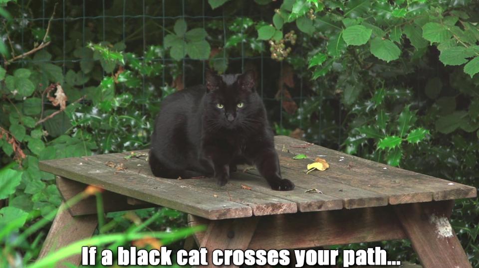 If A Black Cats Crosses Your Path…