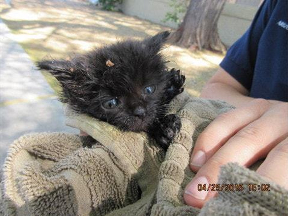 Tiny Kitten Rescued From A Manhole