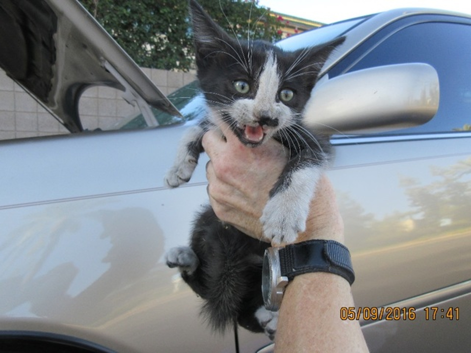 Kitten Rescued From A Car Engine in Phoenix!