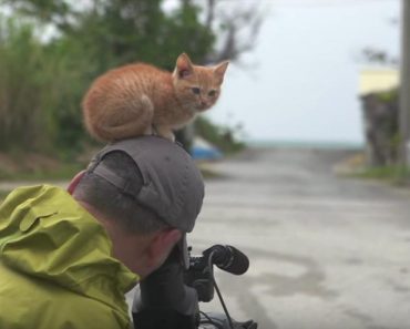 If The Kitten Is Curious…