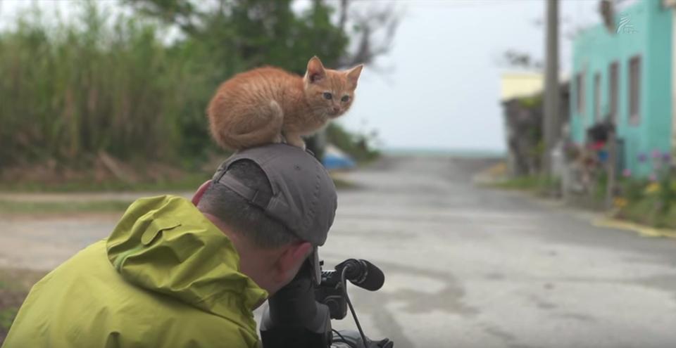 If The Kitten Is Curious…