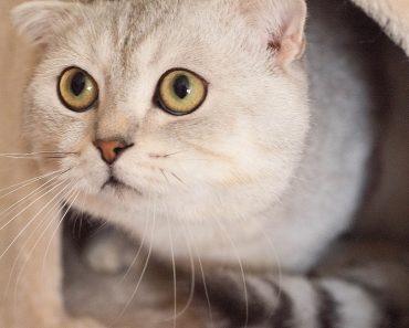 Los Angeles Bans Pet Stores from Selling Breed Cats!