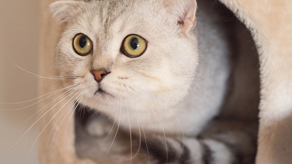 Los Angeles Bans Pet Stores from Selling Breed Cats!