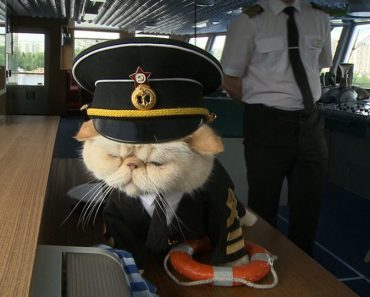 The Cutest Feline Sailors!
