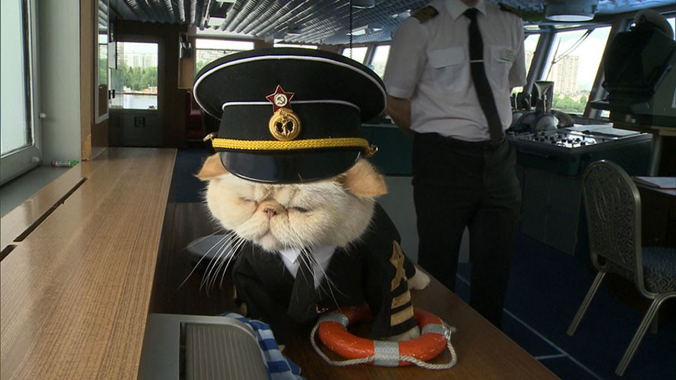 The Cutest Feline Sailors!