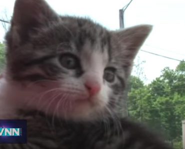 Six Kittens Rescued From A Roll Off Container!