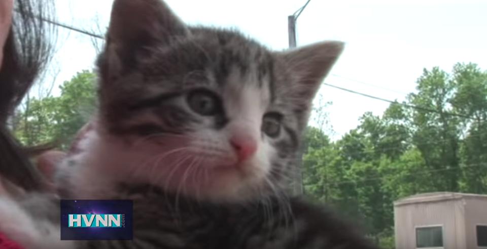 Six Kittens Rescued From A Roll Off Container!