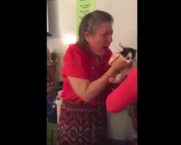 Teacher Surprised With Two Kittens After Her Cat Died