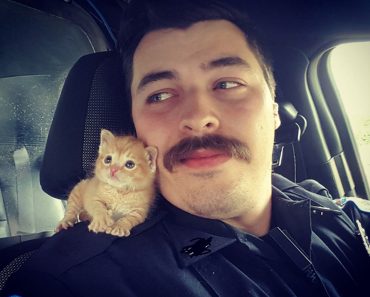 The Purrfect Partner For A Cop!