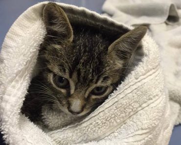 Two Kittens Rescued In Fort Lauderdale After Getting Stuck Inside  A Car and A Truck.