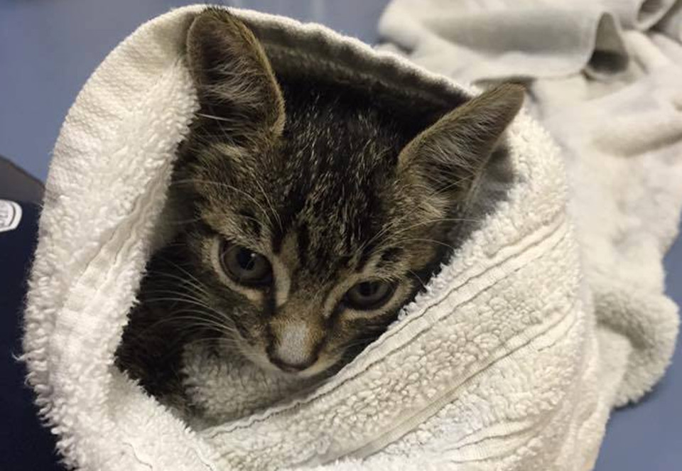 Two Kittens Rescued In Fort Lauderdale After Getting Stuck Inside  A Car and A Truck.