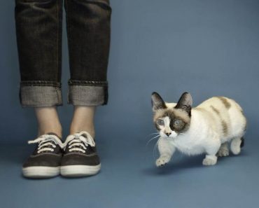 The World’s Shortest Cat!