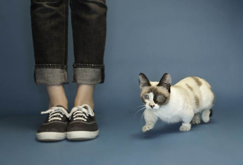 The World’s Shortest Cat!