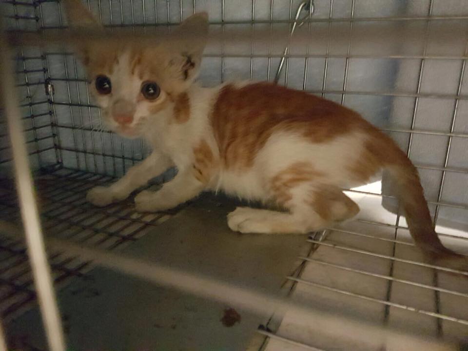 A Kitten Stuck In A Drain For 5 Days Was Pulled Out Alive In Abu Dhabi!