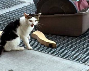 Cat Abandoned On The Street With His Litterbox And Cat Supplies.