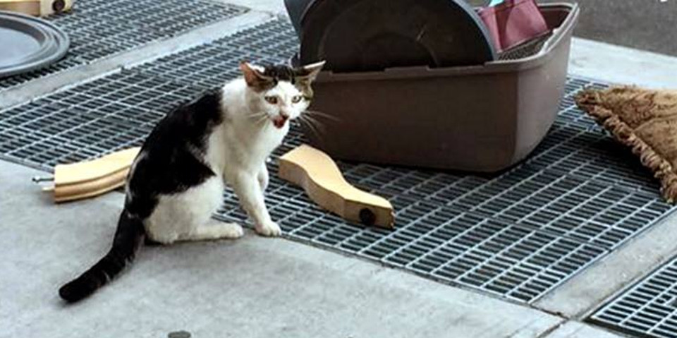 Cat Abandoned On The Street With His Litterbox And Cat Supplies.