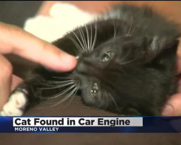 Kitten Rescued After He Was Found Near Truck Engine!