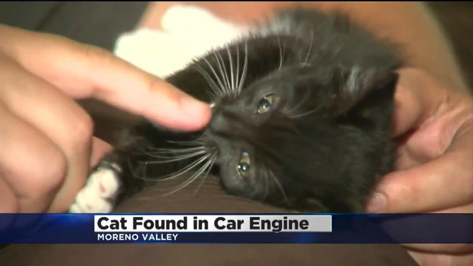 Kitten Rescued After He Was Found Near Truck Engine!