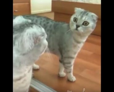 The Moment When The Cat Sees Her Reflection Is Too Funny!