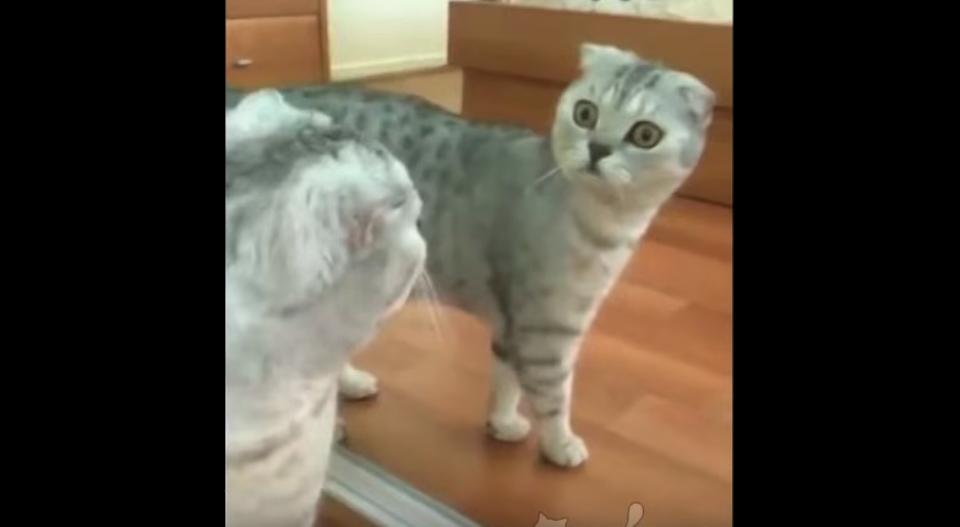 The Moment When The Cat Sees Her Reflection Is Too Funny!